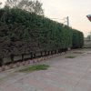 هرس کاری و سم پاشی تخصصی با دستگاه و علف تراشی